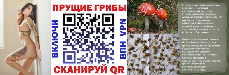 закладки  Когалым  Галлюциногенные грибы GOLDEN TEACHER 
